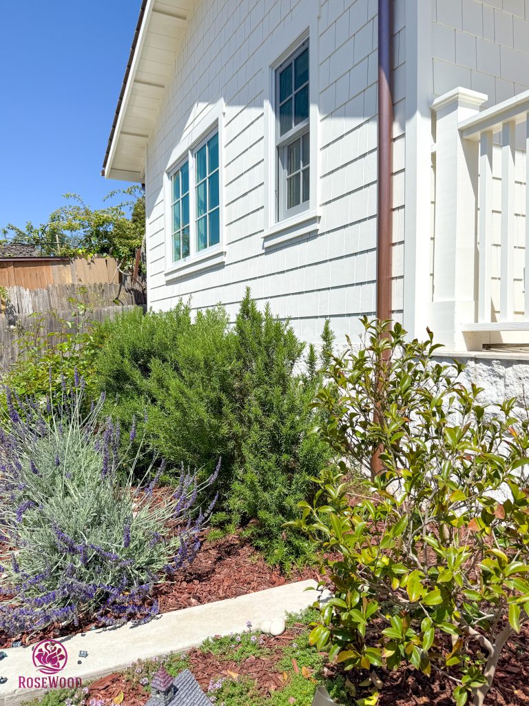 tree thinning service in palos verdes by professional tree crew