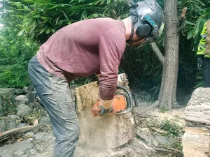 certified crew performing tree trimming Palos Verdes